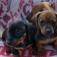 Cuccioli di bassotto tedesco originali