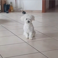 Maltese
