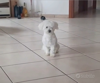 Maltese