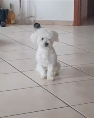 Maltese