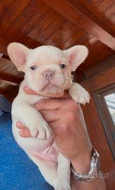 Bulldog francese platinum
