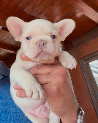 Bulldog francese platinum