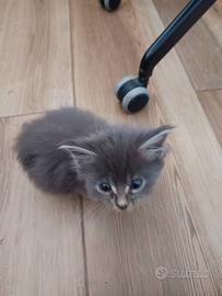Cucciolo Maine coon