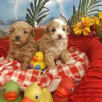 Sono Due Meravigliose Femminucce Maltipoo