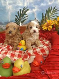 Sono Due Meravigliose Femminucce Maltipoo