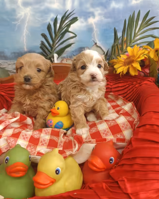 Sono Due Meravigliose Femminucce Maltipoo