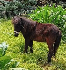 Coppia Miniature horse