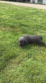 Cuccioli di cane corso