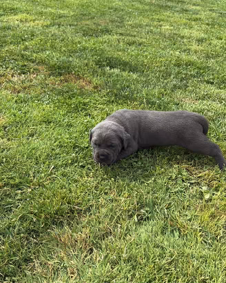 Cuccioli di cane corso