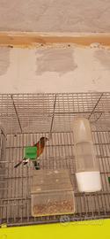 Ibrido incardinalato canto cardellino