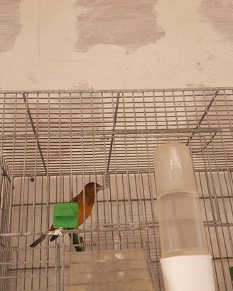 Ibrido incardinalato canto cardellino