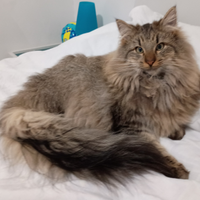 Norvegesino delle Foreste