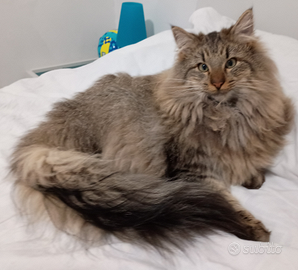 Norvegesino delle Foreste