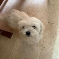 Maltese