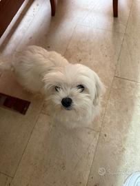 Maltese