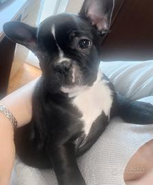 Cuccioli di bouldogue francesi