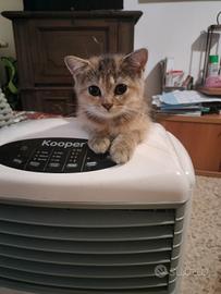 cuccioli British 