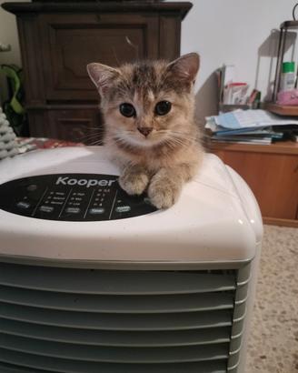 cuccioli British 