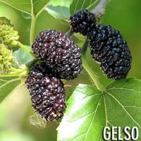 gelso nero