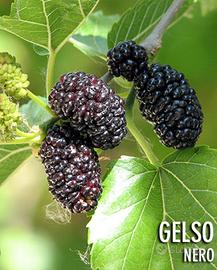gelso nero