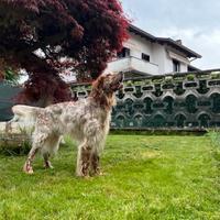 Setter Inglese maschio per accoppiamento