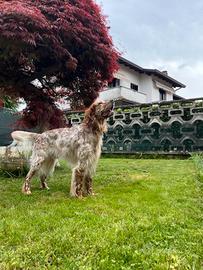 Setter Inglese maschio per accoppiamento