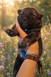 Cuccioli lupo cecoslovacco