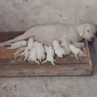 Cuccioli di lagotto romagnolo