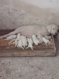 Cuccioli di lagotto romagnolo