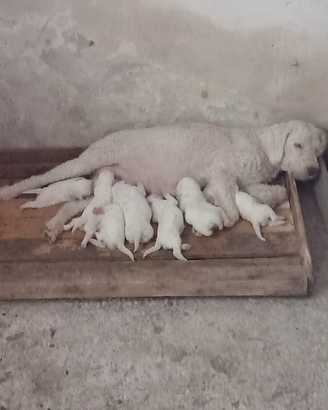 Cuccioli di lagotto romagnolo