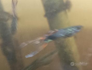 Pesci Guppy endler nuova genealogia