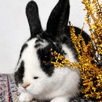 Coniglietta giovane abituata al contatto