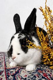 Coniglietta giovane abituata al contatto