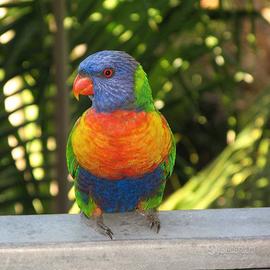 Lory Arcobaleno ?