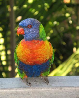 Lory Arcobaleno ?