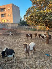 Vasta scelta di poni