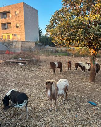 Vasta scelta di poni