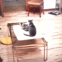 tavolino basso da salotto in vetro