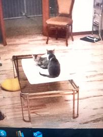 tavolino basso da salotto in vetro