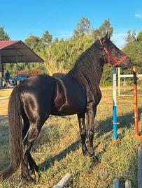 cavallo murgese 