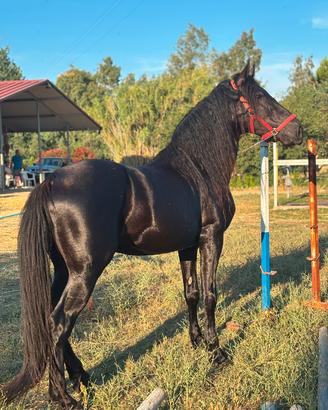 cavallo murgese 