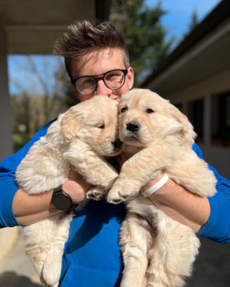 Cuccioli golden retriever