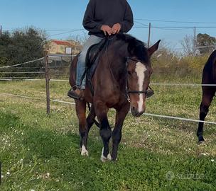 Cavalla principianti