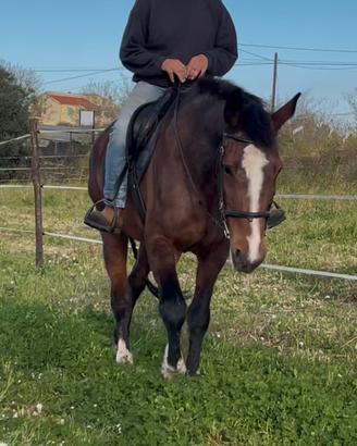 Cavalla principianti