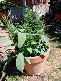 Rosmarino e salvia varie piante