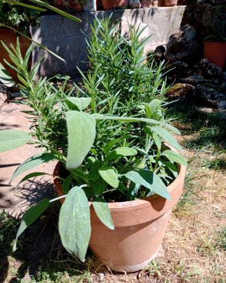 Rosmarino e salvia varie piante