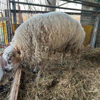 Ovini Beltex di Carne pregiata