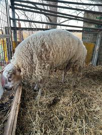 Ovini Beltex di Carne pregiata