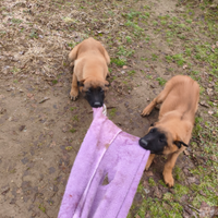 Pastore Belga Malinois