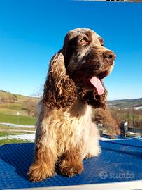 Cocker Spaniel Inglese maschio per monta